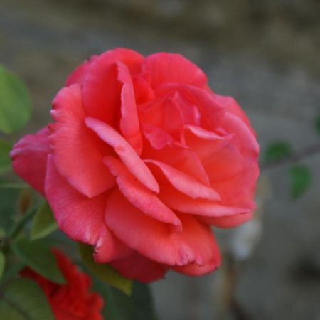 Romantic Gite Nr St Emilion With Private Pool And Views To Die For Pujols  Eksteriør bilde